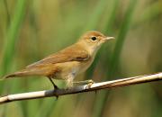 Acrocephalus arundinaceus