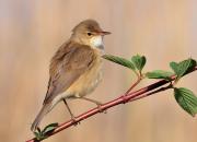 Acrocephalus scripaceus