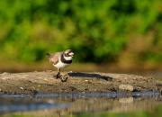 Charadrius hiaticula