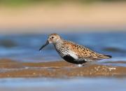 Calidris alpina