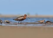 Limosa lapponica