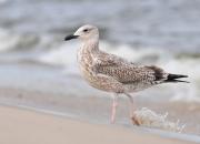 Larus argentatus