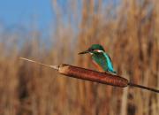 Alcedo atthis