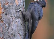 Dryocopus martius