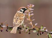 Passer montanus