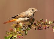 Phoenicurus phoenicurus