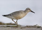 Calidris canutus