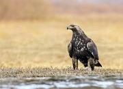 Aquila chrysaetos