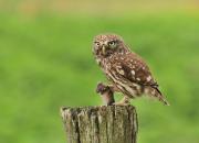 Athene noctua