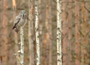 Strix nebulosa