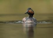 Podiceps nigricollis