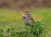 Emberiza calandra