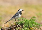 Motacilla alba