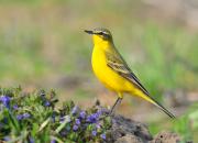 Motacilla flava