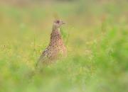 Phasianus colchicus