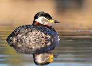 Podiceps grisegena