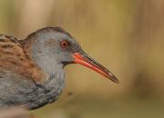 Rallus aquaticus