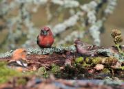 Carduelis flammea
