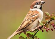 Passer montanus