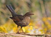 Turdus merula
