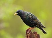 Sturnus vulgaris