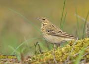 Anthus trivialis