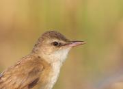 Acrocephalus arundinaceus