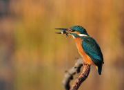 Alcedo atthis