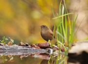 Troglodytes troglodytes