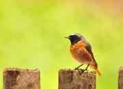 Phoenicurus phoenicurus