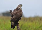 Buteo buteo