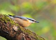 Sitta europaea