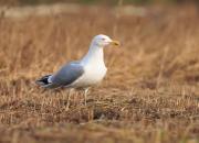 Larus argentatus