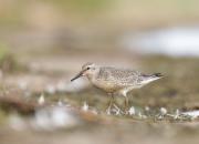Calidris canutus