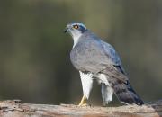 Accipiter gentilis