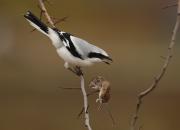Lanius excubitor