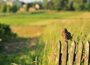 Athene noctua