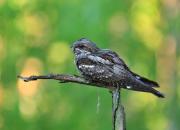 Caprimulgus europaeus