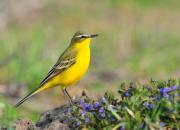 Motacilla flava