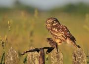 Athene noctua