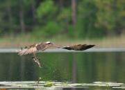 Pandion haliaetus