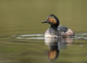 Podiceps nigricollis