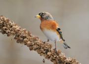 Fringilla montifringilla