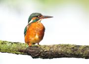 Alcedo atthis