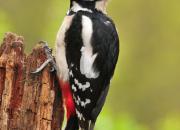 Dendrocopos major