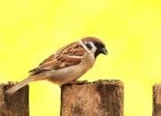 Passer montanus