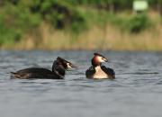 Podiceps cristatus