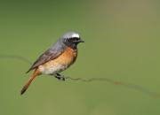 Phoenicurus phoenicurus
