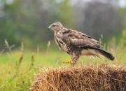 Buteo buteo