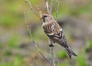 Carduelis flammea